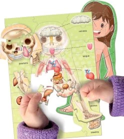 LE CORPS HUMAIN 10 LE CORPS HUMAIN -Jouets Soldes 05fa5db02a8e91780405ea743f00581c162de642 41010179 04